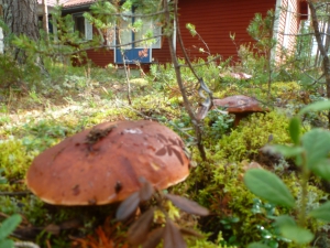 Steinpilze vor unserem Ferienhaus