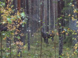 Tiere beobachten in den frühen Morgenstunden ein besonderer Spaß